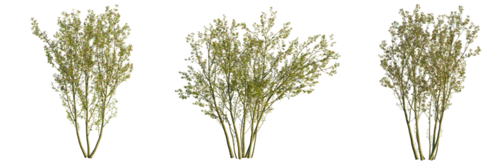 Malus halliana tree, front view, cutout, transparent background, isolate, Three blossoming bushes with delicate pink flowers for garden design