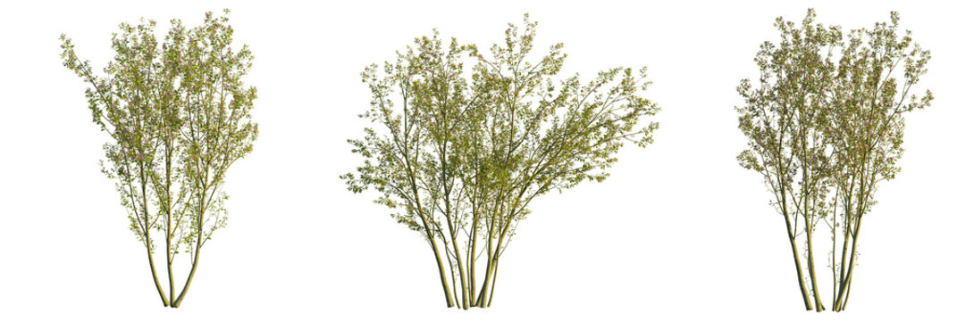 Malus halliana tree, front view, cutout, transparent background, isolate, Three blossoming bushes with delicate pink flowers for garden design