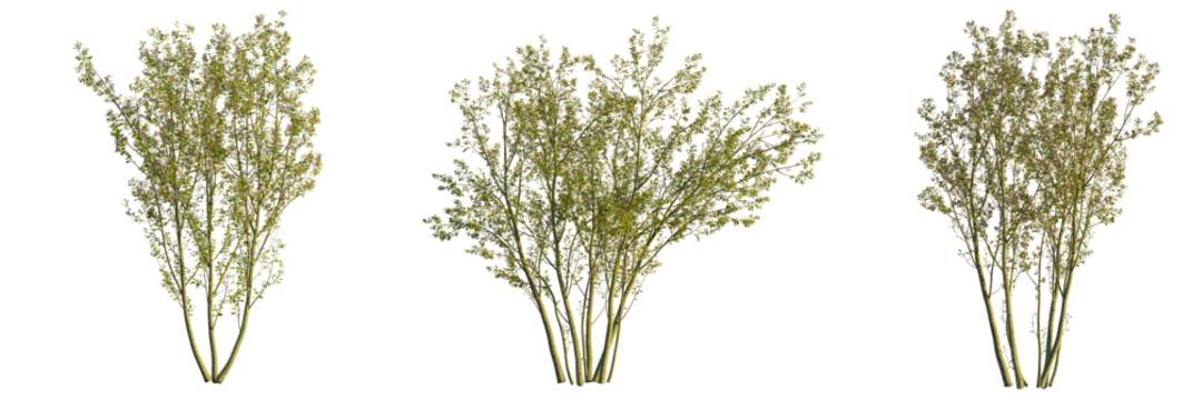 Malus halliana tree, front view, cutout, transparent background, isolate, Three blossoming bushes with delicate pink flowers for garden design