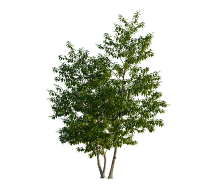 Oxydendrum arboreum tree, front view, cutout, transparent background, isolate, Lush green tree casting cool shade ideal for serene landscapes