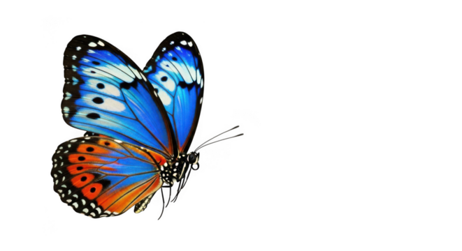 Butterfly isolated on transparent background - Powered by Adobe