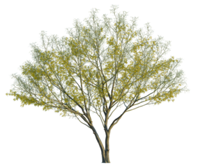 Parkinsonia aculeata tree, front view, cutout, transparent background, isolate, Graceful tree with luminous yellow flowers for landscape designs today