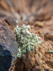 Lichen growing on top of a pile of sand; wide angle macrophotography captured in La Candelaria desert, in the eastern Andean mountains of central Colombia.