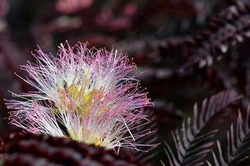 fleur Albizia Summer Chocolate