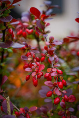 Barberry branches with vivid red berries and purple leaves in an autumn garden.