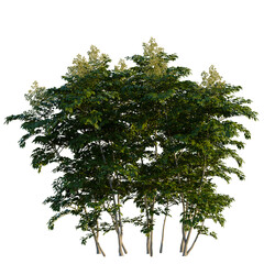 Aralia spinosa tree, front view, cutout, transparent background, isolate, Stunning flowering tree with lush green leaves for elegant landscapes