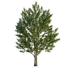 Obraz premium Davidia involucrata tree, front view, cutout, transparent background, isolate, Beautiful tree with light green leaves for landscaping and architecture