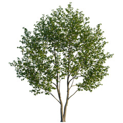 Obraz premium Davidia involucrata tree, front view, cutout, transparent background, isolate, Elegant tree with white flowers adds vibrant life to landscape designs