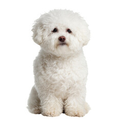 Fluffy White Dog Posing Calmly Against a Plain Background in a Bright Indoor Setting