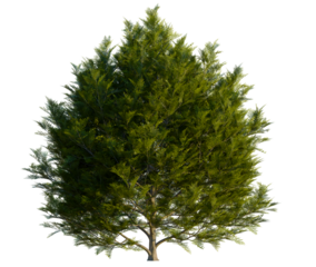 Thuja occidentalis tree, front view, cutout, transparent background, isolate, Lush green tree rendering ideal for landscape designs and compositions