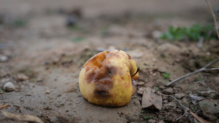 Spoiled apple on the ground