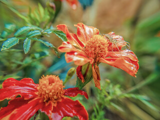 A lynx spider hunting on a marigold flower; wide angle macrophotography captured on a garden in the eastern Andean mountains of central Colombia, near the town of Villa de Leyva.