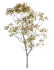 Fototapeta premium Toxicodendron vernicifluum tree, front view, cutout, transparent background, isolate, Spectacular tree with golden autumn leaves for landscape designs now