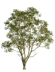 Zelkova serrata tree, front view, cutout, transparent background, isolate, Gorgeous tree with light green leaves provides natural beauty element