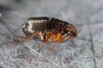 Flea on the carpet in the apartment. It is a troublesome and biting insect.