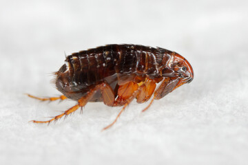 Cat flea, Ctenocephalides felis. Common parasitic insect whose principal host is the domestic cat but it can also bite other animals and humans.