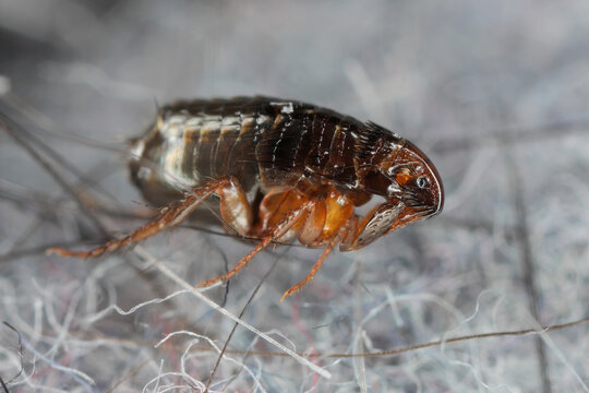Flea on the carpet in the apartment. It is a troublesome and biting insect.