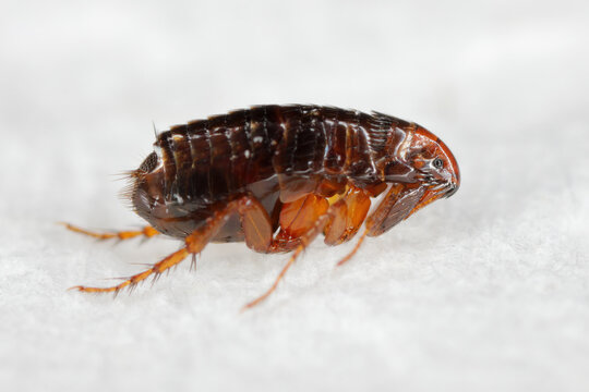 Cat flea, Ctenocephalides felis. Common parasitic insect whose principal host is the domestic cat but it can also bite other animals and humans.
