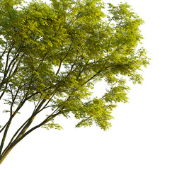 Acer palmatum tree, corner view, cutout, transparent background, isolate, Vibrant maple tree foliage with sunshine adds natural beauty to designs