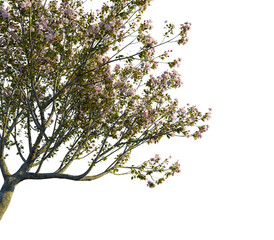 Cerasus yedoensistree, corner view, cutout, transparent background, isolate, Beautiful dogwood tree blossoming with delicate pink flowers in spring