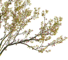 Malus micromalus tree, corner view, cutout, transparent background, isolate, Elegant flowering tree branches with delicate pink blossoms in spring