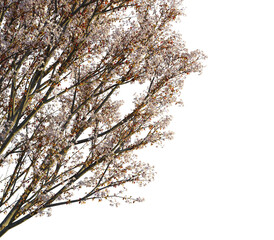 Prunus cerasifera tree, corner view, cutout, transparent background, isolate, Elegant flowering tree branches with delicate blossoms in springtime glow