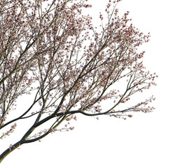 Prunus cerasifera tree, corner view, cutout, transparent background, isolate, Elegant flowering tree blossoms in soft light, perfect for spring designs