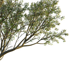 Pyrus tree, corner view, cutout, transparent background, isolate, Dogwood tree branch blooming with delicate white flowers in springtime