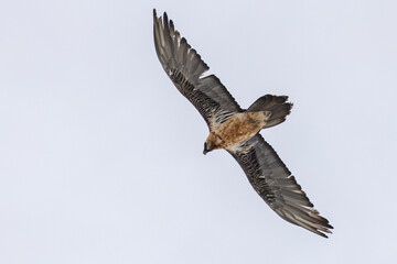 Adult bearded vulture (Gypaetus barbatus) in flight displaying feather details and rust-colored chest against a pale sky background.