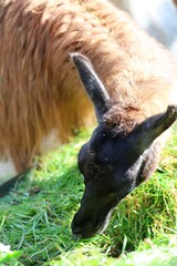 Naklejka premium Llama grazing on fresh green grass from an overhead perspective