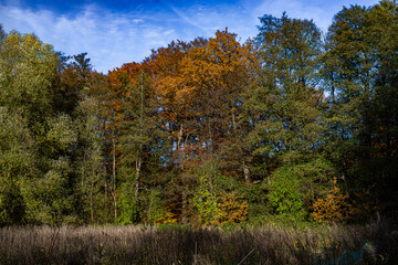 It is autumn in the forest