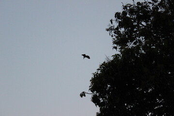 Birds Flying Back Home during Evening Sky