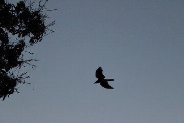 Birds Flying Back Home during Evening Sky