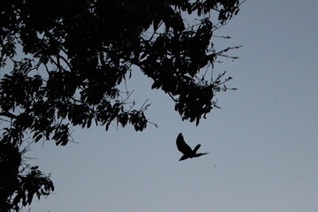 Birds Flying Back Home during Evening Sky