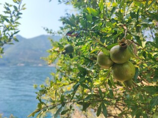 Pomegranate Tree by the Lake on a Sunny Summer Day - Granatapfelbaum am See an einem sonnigen Sommertag