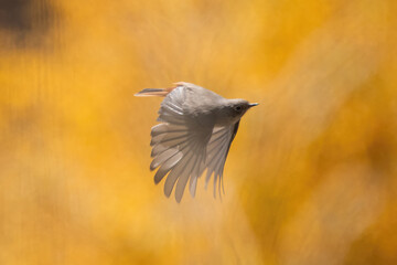 Black redstart (Phoenicurus ochruros) in flight on uniform background, colorful bird with spread wings catching a fly. 