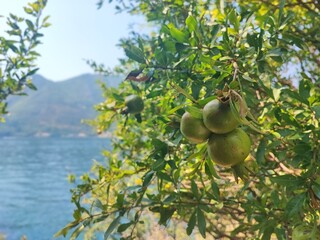 Pomegranate Tree by the Lake on a Sunny Summer Day - Granatapfelbaum am See an einem sonnigen Sommertag