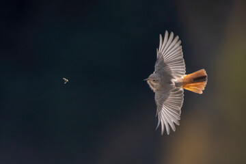 Black redstart (Phoenicurus ochruros) in flight on uniform background, colorful bird with spread wings catching a fly. 
