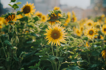 Sunflower Bloom at Sunset with Cityscape Background