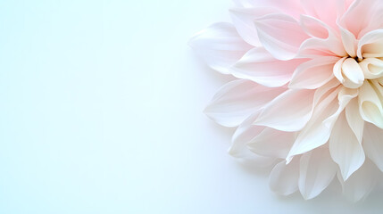 Fototapeta premium Beautiful pink dahlia bloom on clean white background. Perfect for minimal greeting cards, wedding invitations, elegant posters, and modern floral design projects.
