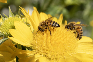Abeille butinant des fleur de Gaillarde 'Mesa Yellow’