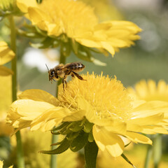 Abeille butinant des fleur de Gaillarde 'Mesa Yellow’