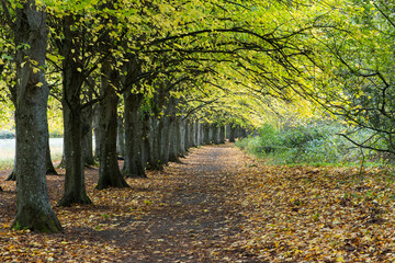Avenue of beech trees along Coate water park in Swindon, Wiltshire