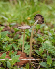 Two pleated inkcap mushrooms growing on the humid ground of a forest, in the eastern Andean mountains of central Colombia, near the town of Villa de Leyva.