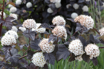 Physocarpus opulifolius Diabolo