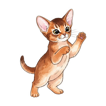 Playful Abyssinian kitten playing on hind legs with raised paw  