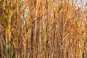 Miscanthus sinensis au jardin en automne