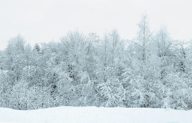 Snow-covered forest on a frosty winter day.