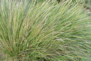 Brachypodium pinnatum en été au jardin