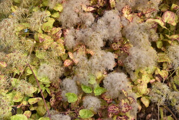 Clematis tangutica montée en graines en automne